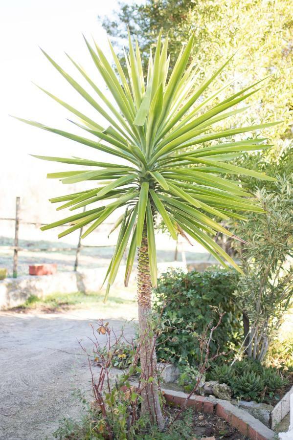 Apartamento Rural Cristi Ronda Bagian luar foto